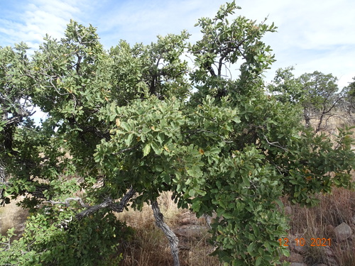 Image of Quercus chihuahuensis by (c) Luis F. Ramírez, some rights reserved (CC BY)