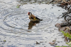 Carduelis carduelis