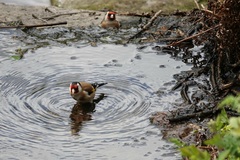 Carduelis carduelis