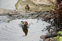 Carduelis carduelis