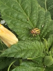 Disonycha spilotrachela