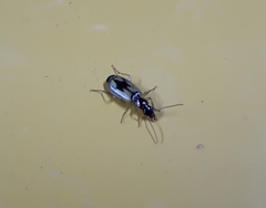 Cymindis andreae