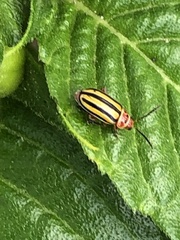 Disonycha spilotrachela