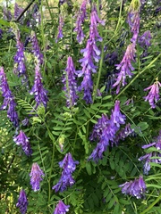 Vicia villosa