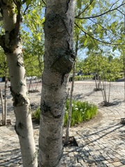 Betula nigra