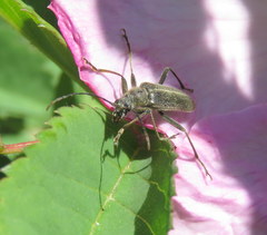 Lepturinae