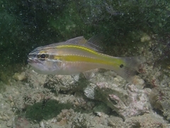 Ostorhinchus cavitensis