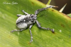 Naupactus cinereidorsum