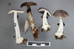 Amanita nigrescens