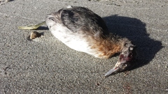 Poliocephalus rufopectus