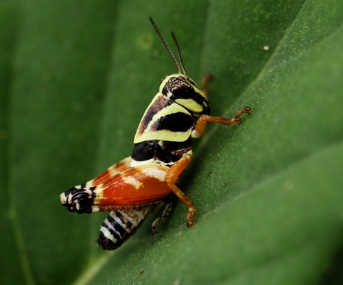 Aztec Spur-throated Grasshopper