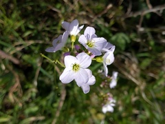 Cardamine pratensis