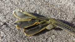 Poliocephalus rufopectus