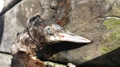 Poliocephalus rufopectus