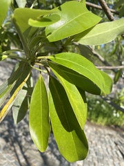 Magnolia virginiana