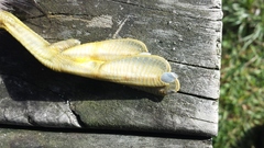 Poliocephalus rufopectus