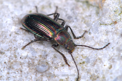 Tarpela micans