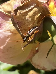 Rhagiini