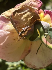 Rhagiini