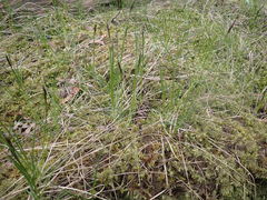 Carex inops inops