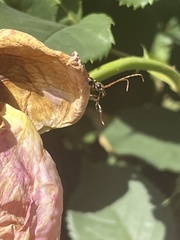 Rhagiini