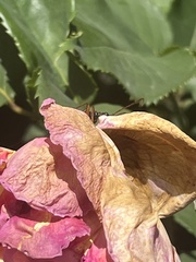 Rhagiini