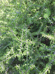 Condalia spathulata