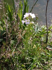 Cardamine pratensis
