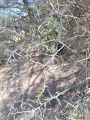 Condalia spathulata
