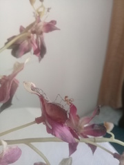 Stagmatoptera femoralis