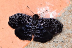 Cycloglypha caeruleonigra