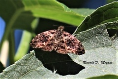 Gorgythion begga begga