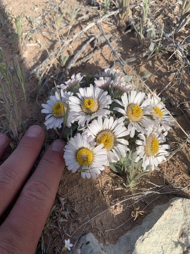 Courthouse Rock Ground-daisy