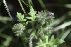 Phacelia cicutaria hispida