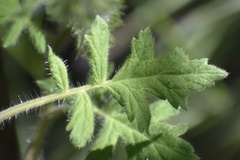 Phacelia cicutaria hispida