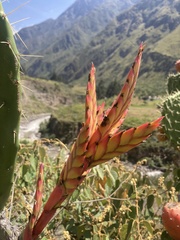 Tillandsia