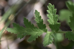 Phacelia cicutaria hispida