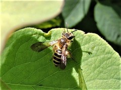 Andrena auricoma