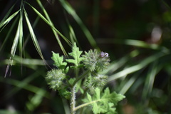 Phacelia cicutaria hispida
