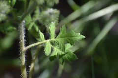 Phacelia cicutaria hispida