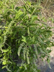 Itea virginica