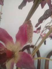 Stagmatoptera femoralis