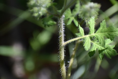 Phacelia cicutaria hispida