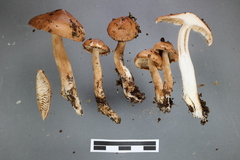 Tricholoma elegans