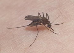 Aedes cinereus