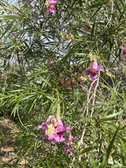 Chilopsis linearis