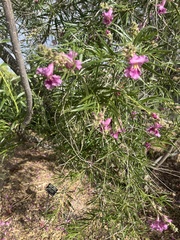 Chilopsis linearis