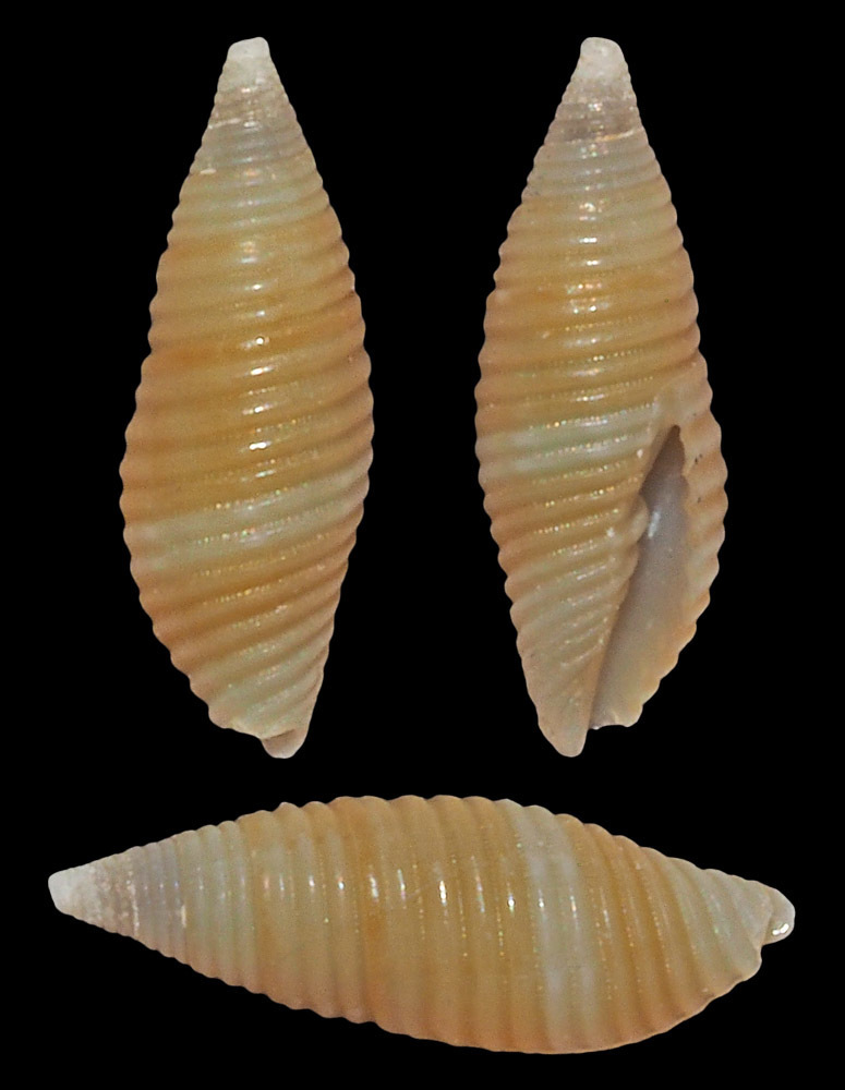 Acromargarita