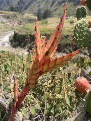 Tillandsia