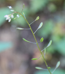 Draba muralis